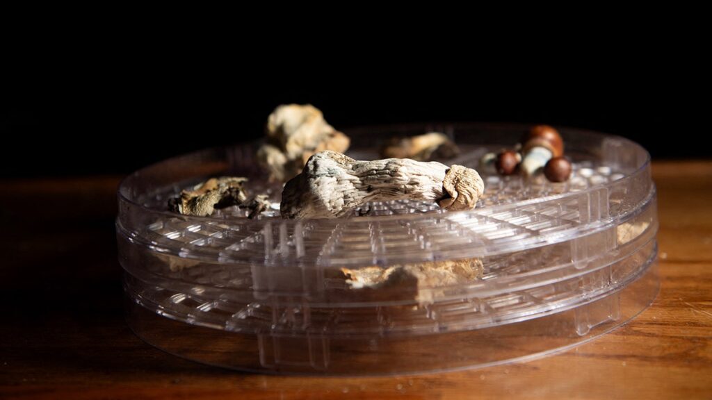Utah faith group wins religious freedom case over psychedelic mushrooms